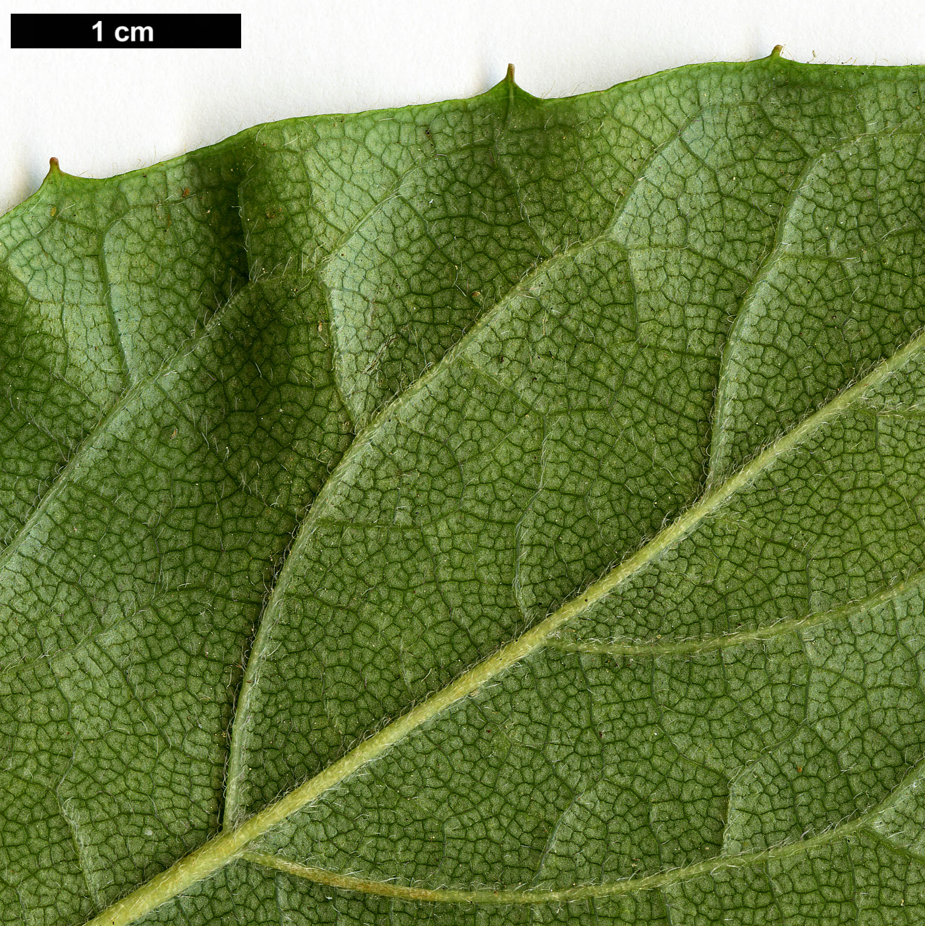 High resolution image: Family: Hydrangeaceae - Genus: Schizophragma - Taxon: hydrangeoides - SpeciesSub: f. quelpartensis High resolution image: Family: Hydrangeaceae - Genus: Schizophragma - Taxon: hydrangeoides - SpeciesSub: f. quelpartensis